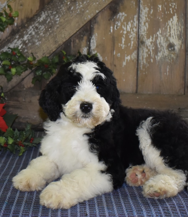 puppy, for, sale, Bernedoodle, Aaron S. King, Jr, dog, breeder, Honey Brook, PA, dog-breeder, puppy-for-sale, forsale, nearby, find, puppyfind, locator, puppylocator, aca